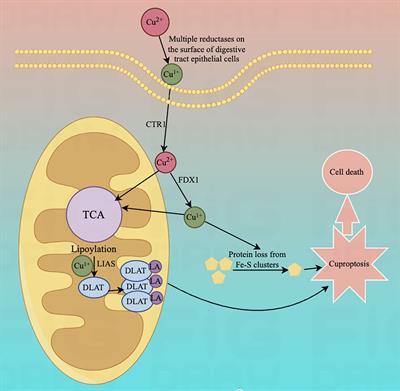 The role of cuproptosis in gastric cancer
